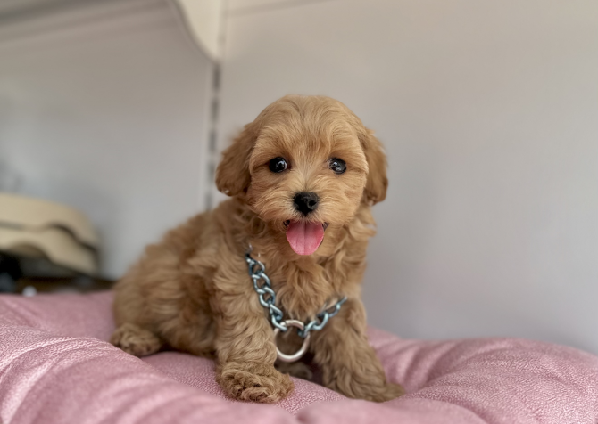 Maltipoo safkan son jenerasyon yavrularımız